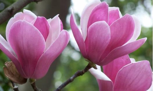 以康乃馨花语为主题的生日快乐祝福（用康乃馨表达真挚祝福的花语秘籍）