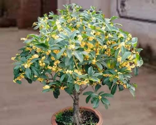 庭院适合种什么花？如何选择适合庭院的花卉种类？