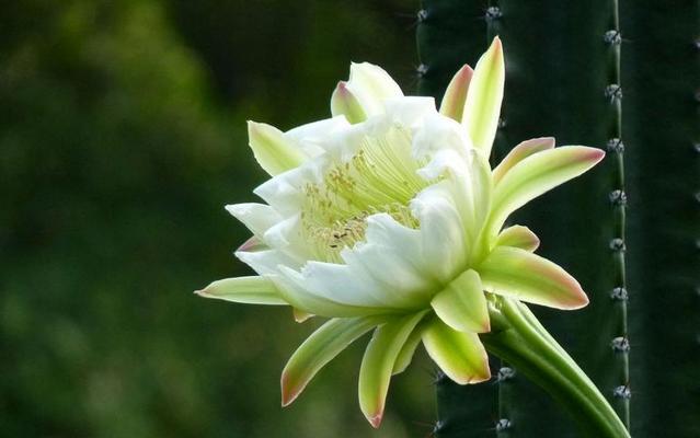 憧憬的花（用花语传达内心的憧憬与向往）