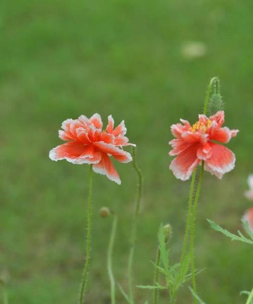 憧憬的花（用花语传达内心的憧憬与向往）
