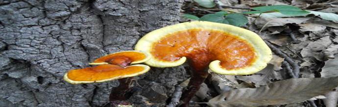 灵芝生长需要哪些条件？它的特性有哪些常见问题？