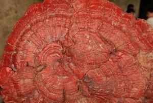 灵芝生长需要哪些条件？它的特性有哪些常见问题？