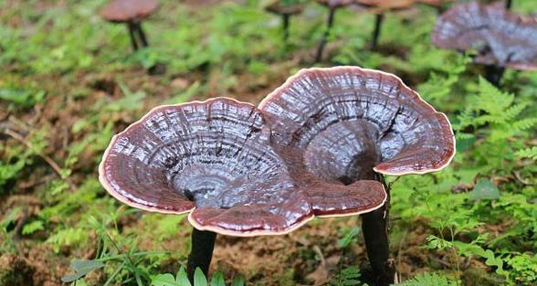 灵芝生长需要哪些条件？它的特性有哪些常见问题？