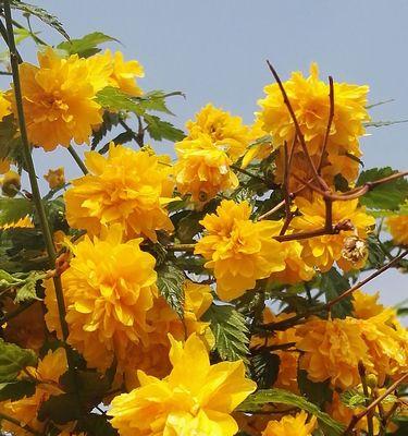 以棠棣花寓意是什么（探寻棠棣花的象征意义）