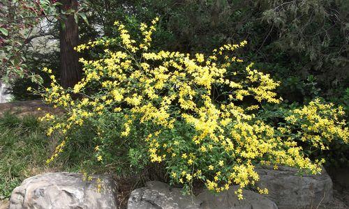 以棠棣花寓意是什么（探寻棠棣花的象征意义）