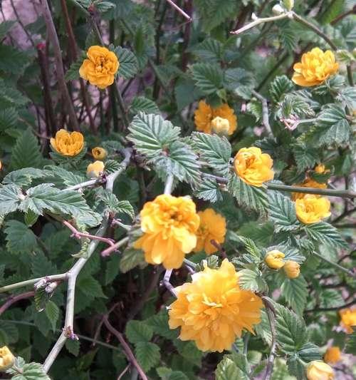 以棠棣花寓意是什么（探寻棠棣花的象征意义）