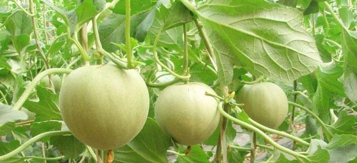 香瓜种植时应该选择阴凉还是阳光充足的地方？