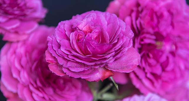 29朵玫瑰花的深刻含义(传递爱情的浪漫语言) 29朵玫瑰花的深刻含义(传递爱情的浪漫语言)