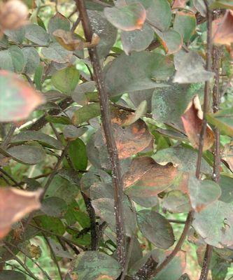 园艺植物病虫害防治技术有哪些？如何有效实施防治措施？