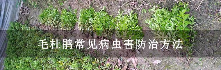 园艺植物病虫害防治技术有哪些？如何有效实施防治措施？