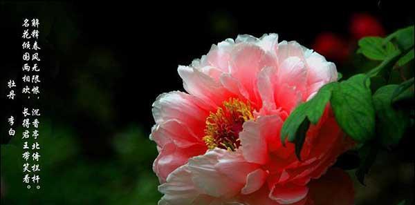 洋牡丹(追寻梦想的勇气与坚持) 洋牡丹(追寻梦想的勇气与坚持)