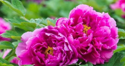 洋牡丹(追寻梦想的勇气与坚持) 洋牡丹(追寻梦想的勇气与坚持)