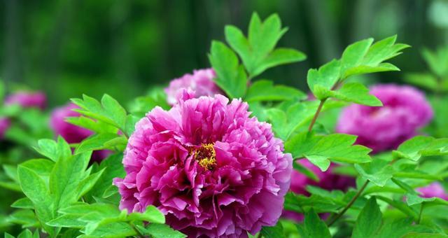 洋牡丹(追寻梦想的勇气与坚持) 洋牡丹(追寻梦想的勇气与坚持)