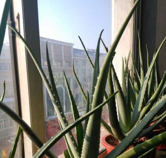 夏天芦荟换盆移栽技巧？如何确保成活率高？