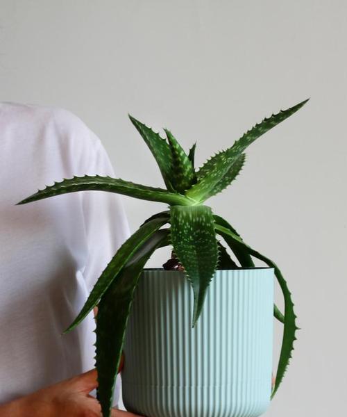 夏天芦荟换盆移栽技巧？如何确保成活率高？