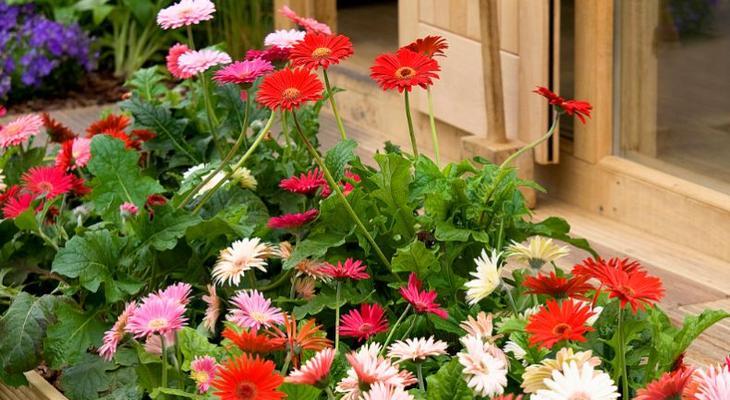 花开知师恩（以菊花代表老师的情谊）