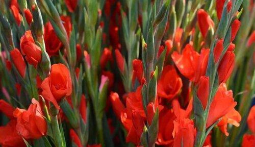 花开知师恩（以菊花代表老师的情谊）