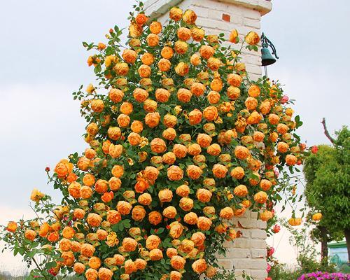 花开知师恩（以菊花代表老师的情谊）