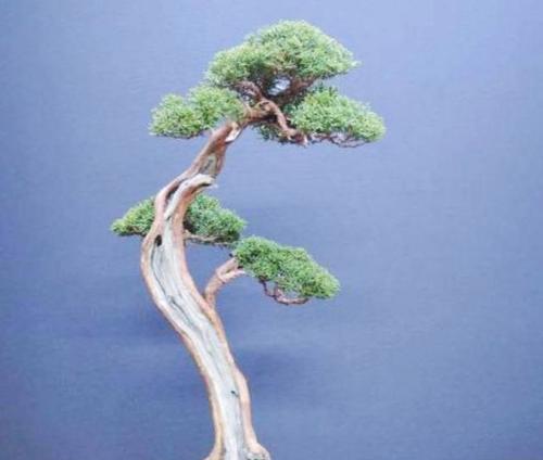 家里可以种柏树吗？柏树种植的注意事项有哪些？