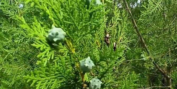 家里可以种柏树吗？柏树种植的注意事项有哪些？