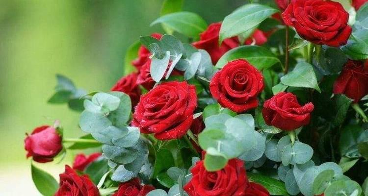 玫瑰花数量背后的象征意义（揭示玫瑰花数量的隐含信息）