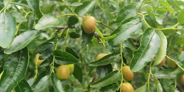 红枣的生长环境是什么？哪些地方条件最适合红枣生长？