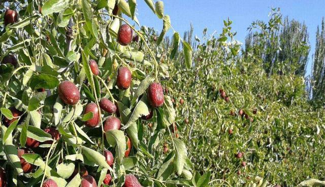 红枣的生长环境是什么？哪些地方条件最适合红枣生长？