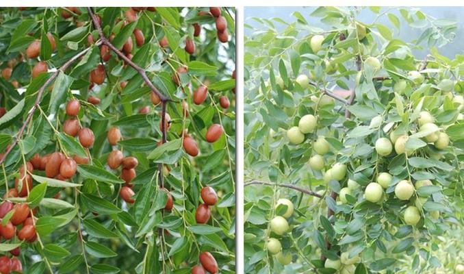 红枣的生长环境是什么？哪些地方条件最适合红枣生长？