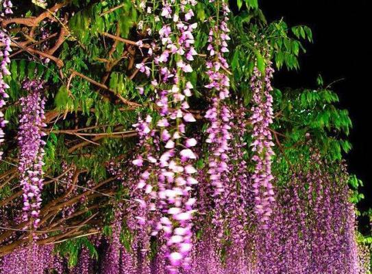 紫藤花的花语与传说（紫藤花的美丽之谜与神秘传承）