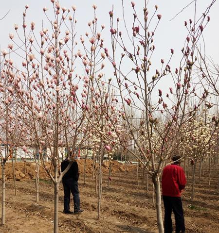玉兰树剪枝的最佳时机是什么时候？剪枝后如何护理？