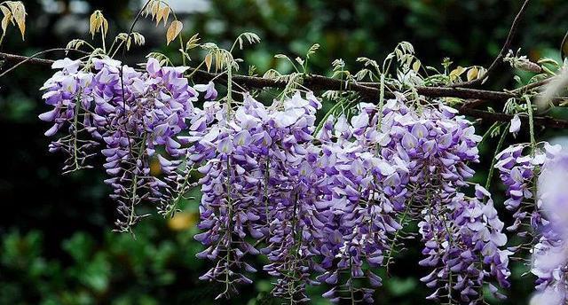 紫藤花的花语与传说（紫藤花的美丽之谜与神秘传承）