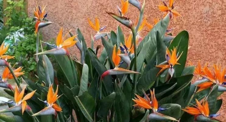 探寻天堂鸟花语与传说之秘（绽放在凡间的仙鸟之谜）