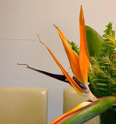 探寻天堂鸟花语与传说之秘（绽放在凡间的仙鸟之谜）