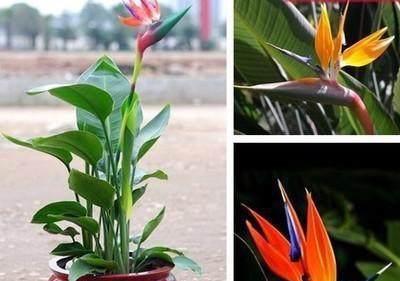 探寻天堂鸟花语与传说之秘（绽放在凡间的仙鸟之谜）