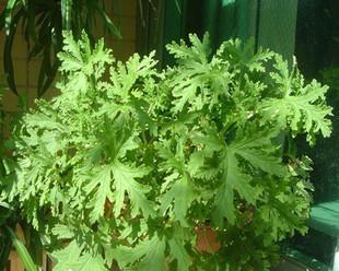 驱蚊的植物有哪些？如何有效利用它们来防蚊？