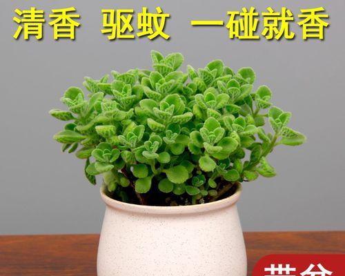 驱蚊的植物有哪些？如何有效利用它们来防蚊？