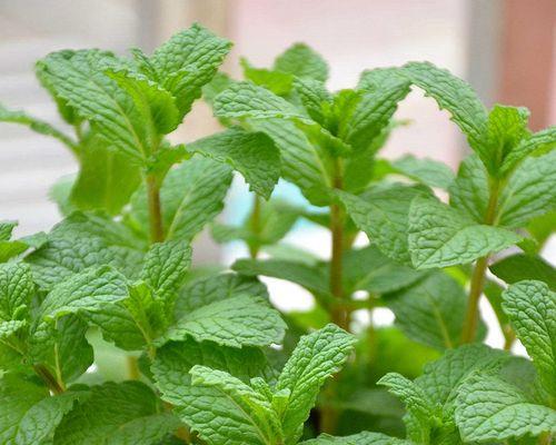 驱蚊的植物有哪些？如何有效利用它们来防蚊？