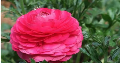 以菊花的花语为主题的文章（用花语传递相信的力量——菊花的含义与象征）