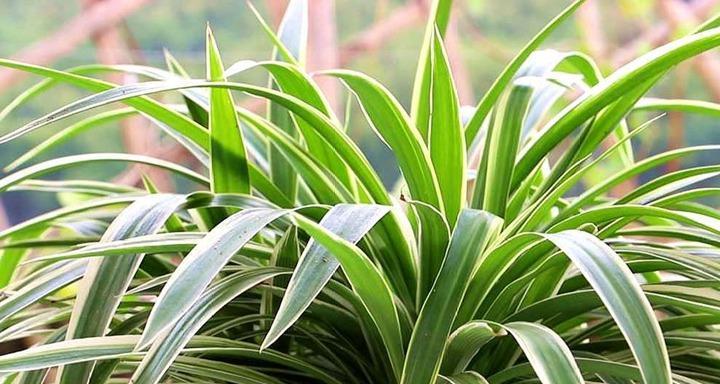 客厅适合养什么花和植物？如何选择适合的室内植物？