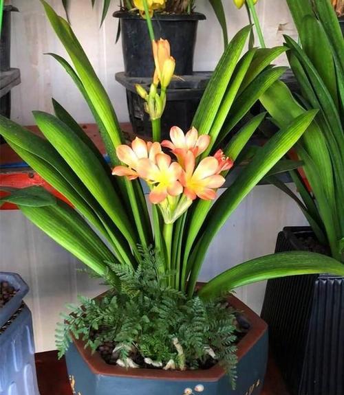 客厅适合养什么花和植物？如何选择适合的室内植物？