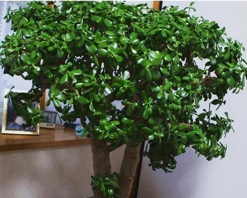 客厅适合养什么花和植物？如何选择适合的室内植物？