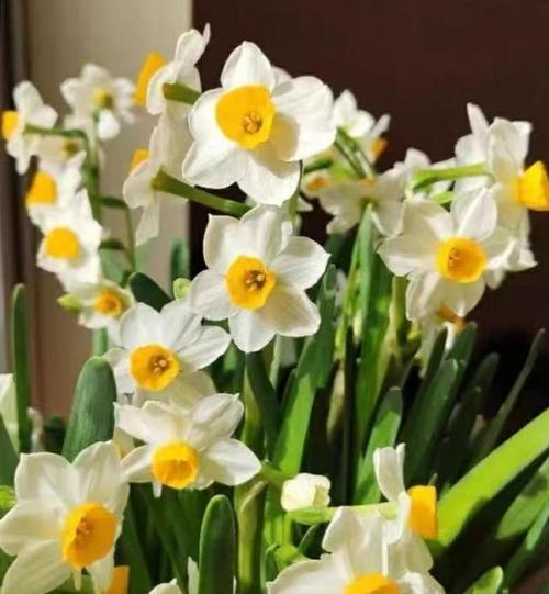 水仙花（以水仙花的寓意探索生命的坚毅与美丽）