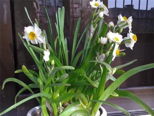 水仙花（以水仙花的寓意探索生命的坚毅与美丽）