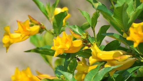 黄蝉花一年开几次花？花期通常在什么时候？