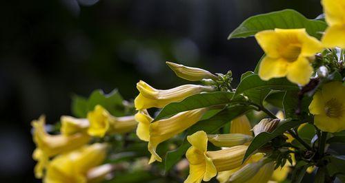黄蝉花一年开几次花？花期通常在什么时候？