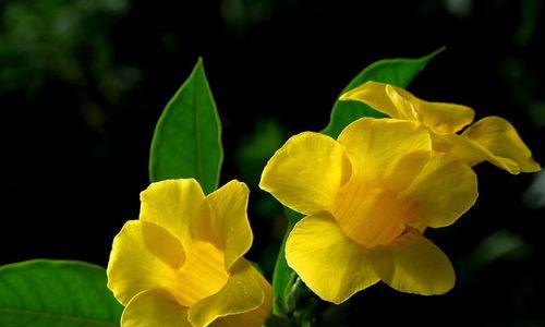 黄蝉花一年开几次花？花期通常在什么时候？