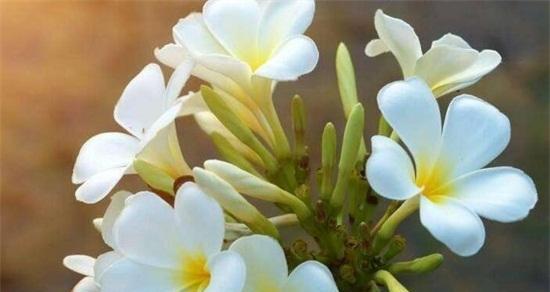 生命的花（以花语表达生命的意义与价值）