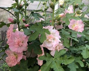 蜀葵开花后怎么处理？如何进行修剪和养护？