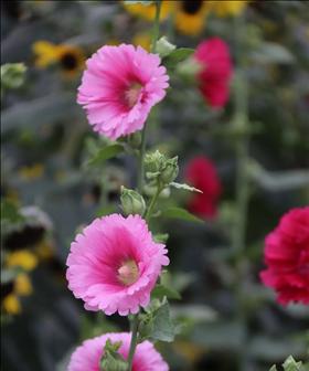 蜀葵开花后怎么处理？如何进行修剪和养护？