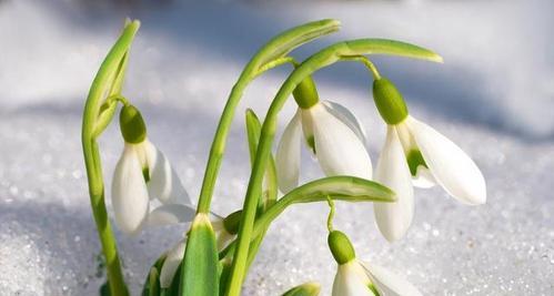 生命的花（以花语表达生命的意义与价值）